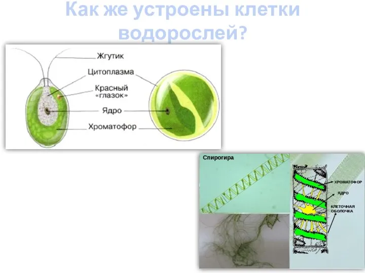 Как же устроены клетки водорослей?