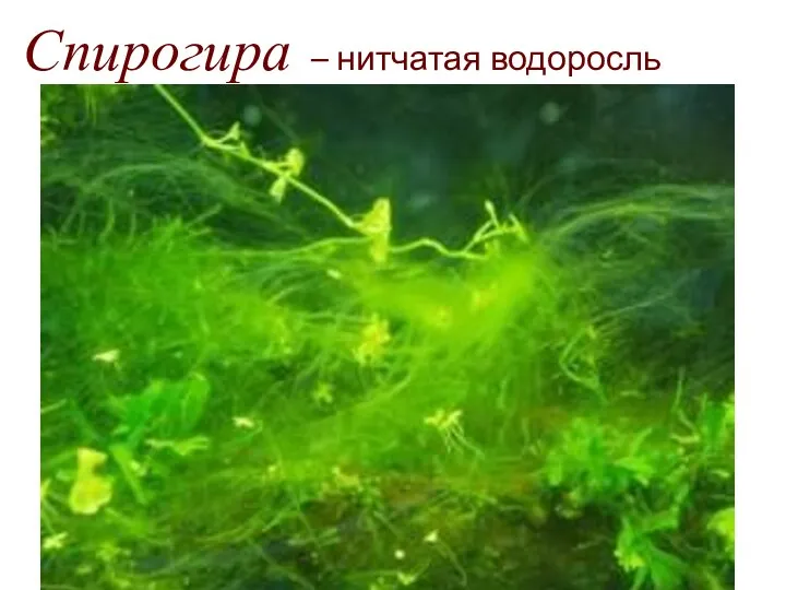 Спирогира – нитчатая водоросль Нитчатые водоросли до 8-10 см. Скопления нитей спирогиры