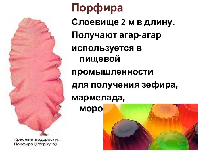 Порфира Слоевище 2 м в длину. Получают агар-агар используется в пищевой промышленности