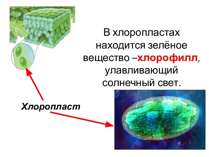 Хлоропласт В хлоропластах находится зелёное вещество –хлорофилл, улавливающий солнечный свет.