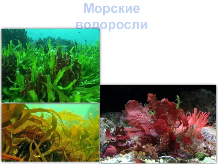 Морские водоросли