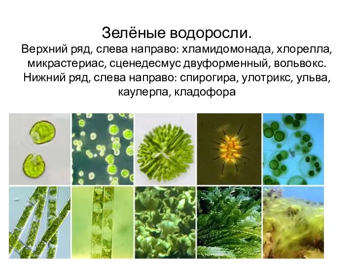 Зелёные водоросли. Верхний ряд, слева направо: хламидомонада, хлорелла, микрастериас, сценедесмус двуформенный, вольвокс.