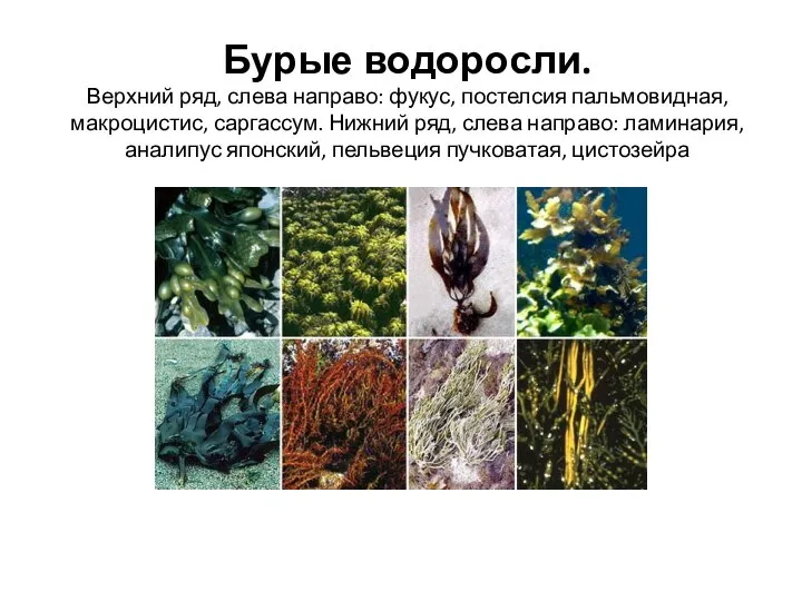 Бурые водоросли. Верхний ряд, слева направо: фукус, постелсия пальмовидная, макроцистис, саргассум. Нижний