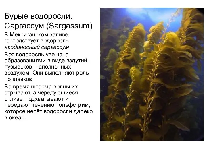 Бурые водоросли. Саргассум (Sargassum) В Мексиканском заливе господствует водоросль ягодоносный саргассум. Вся