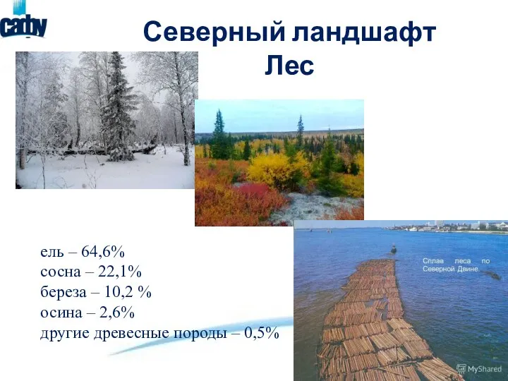 Северный ландшафт Лес ель – 64,6% сосна – 22,1% береза – 10,2