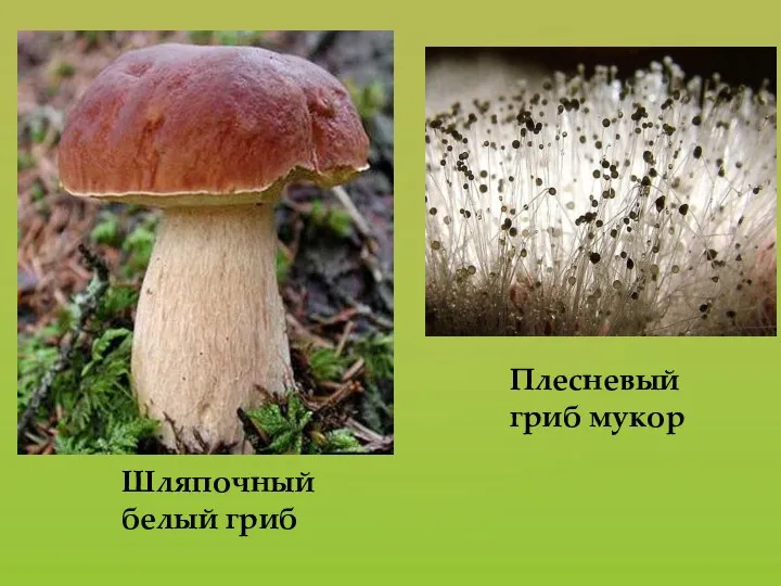 Шляпочный белый гриб Плесневый гриб мукор