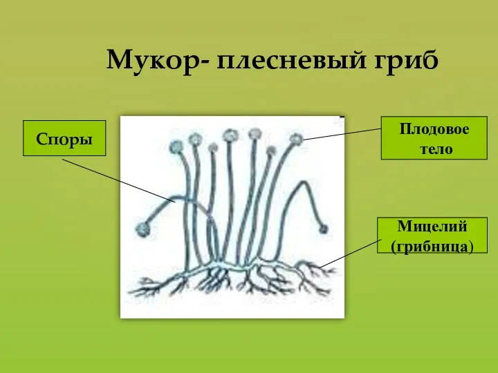 Мукор- плесневый гриб Плодовое тело Мицелий (грибница) Споры