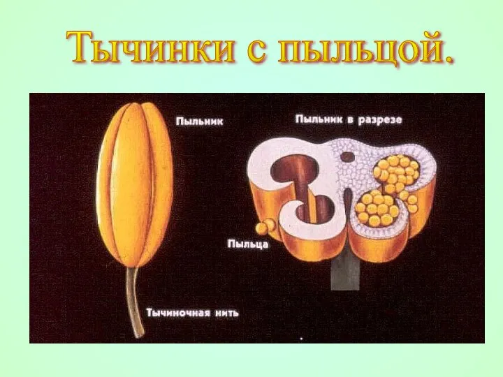 Тычинки с пыльцой.