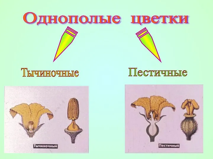 Однополые цветки Тычиночные Пестичные