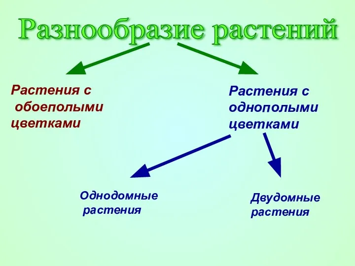 Разнообразие растений Растения с обоеполыми цветками Растения с однополыми цветками Однодомные растения Двудомные растения