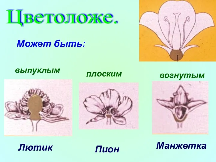 Цветоложе. Может быть: Лютик Пион Манжетка выпуклым плоским вогнутым