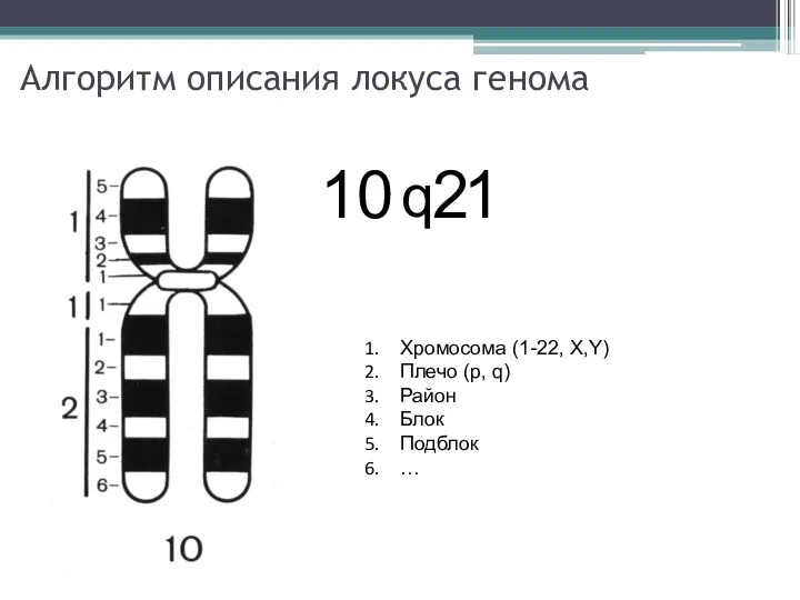 Алгоритм описания локуса генома 10 q 2 1 Хромосома (1-22, X,Y) Плечо