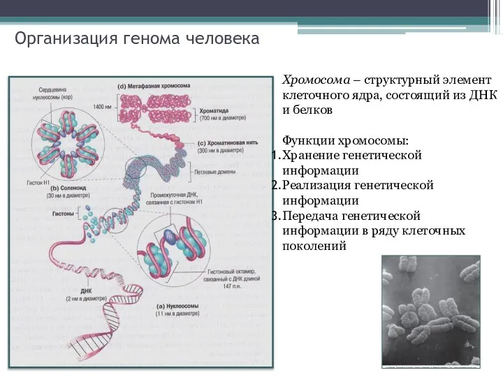 Организация генома человека Хромосома – структурный элемент клеточного ядра, состоящий из ДНК