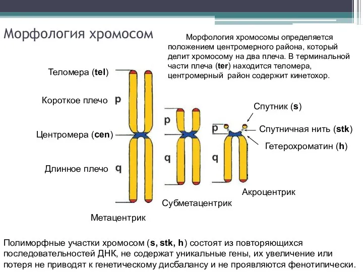 Морфология хромосом Спутничная нить (stk) Полиморфные участки хромосом (s, stk, h) состоят