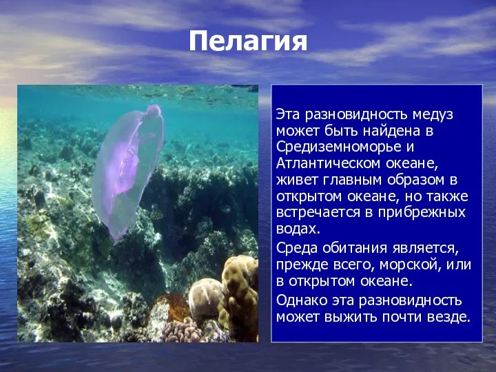 Пелагия Эта разновидность медуз может быть найдена в Средиземноморье и Атлантическом океане,