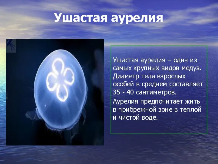 Ушастая аурелия Ушастая аурелия – один из самых крупных видов медуз. Диаметр