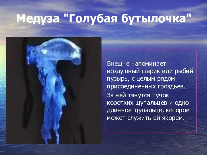 Медуза "Голубая бутылочка" Внешне напоминает воздушный шарик или рыбий пузырь, с целым