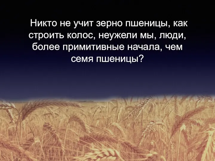 Никто не учит зерно пшеницы, как строить колос, неужели мы, люди, более