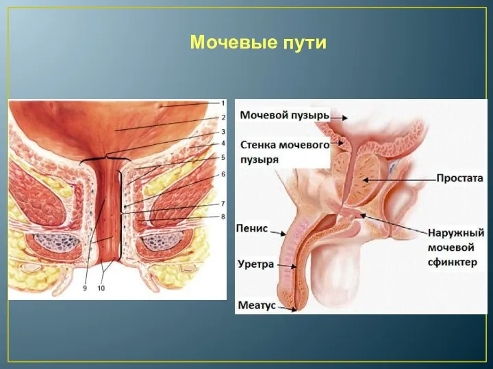 Мочевые пути