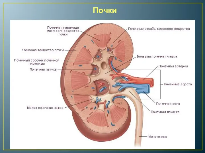 Почки