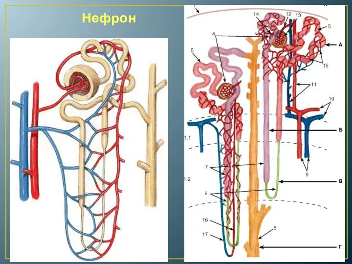 Нефрон