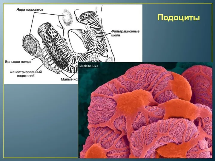 Подоциты