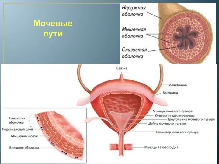 Мочевые пути