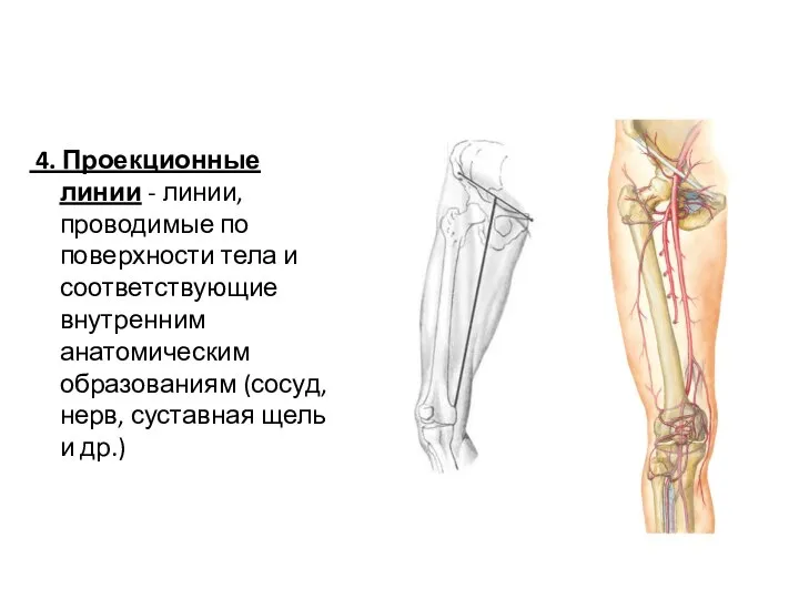 4. Проекционные линии - линии, проводимые по поверхности тела и соответствующие внутренним