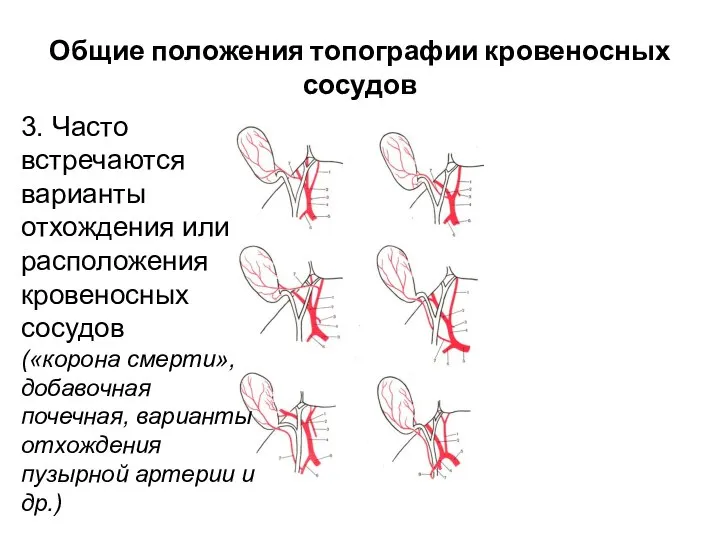 Общие положения топографии кровеносных сосудов 3. Часто встречаются варианты отхождения или расположения