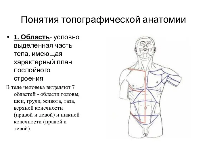 Понятия топографической анатомии 1. Область- условно выделенная часть тела, имеющая характерный план