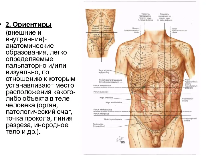 2. Ориентиры (внешние и внутренние)- анатомические образования, легко определяемые пальпаторно и/или визуально,