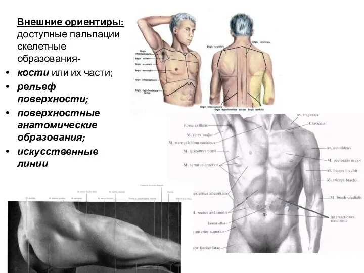 Внешние ориентиры: доступные пальпации скелетные образования- кости или их части; рельеф поверхности;