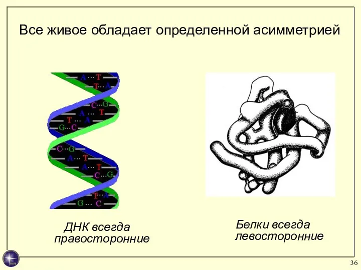 Все живое обладает определенной асимметрией ДНК всегда правосторонние Белки всегда левосторонние