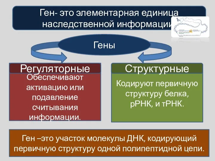 Кодируют первичную структуру белка, рРНК, и тРНК. Ген- это элементарная единица наследственной