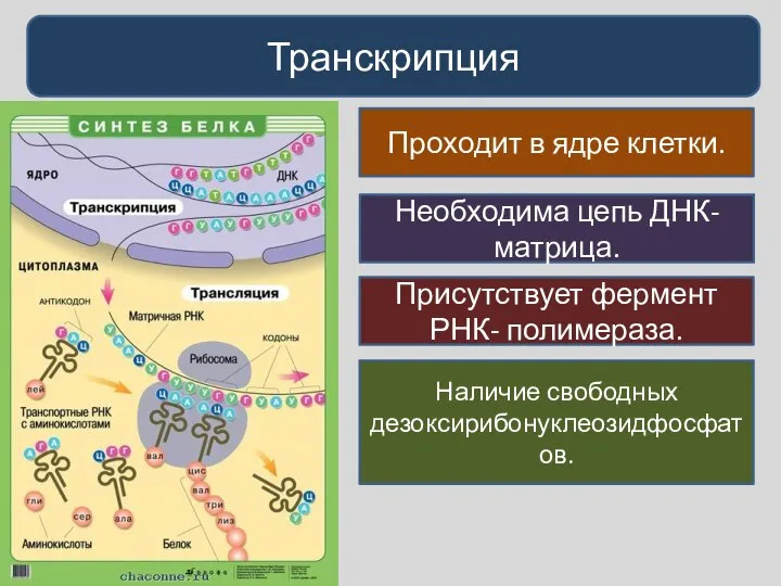 Транскрипция Проходит в ядре клетки. Необходима цепь ДНК- матрица. Присутствует фермент РНК- полимераза. Наличие свободных дезоксирибонуклеозидфосфатов.