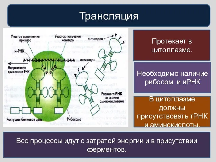 Трансляция Протекает в цитоплазме. Необходимо наличие рибосом и иРНК В цитоплазме должны