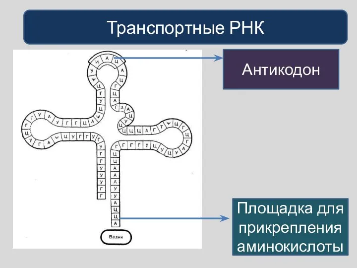 Транспортные РНК Антикодон Площадка для прикрепления аминокислоты