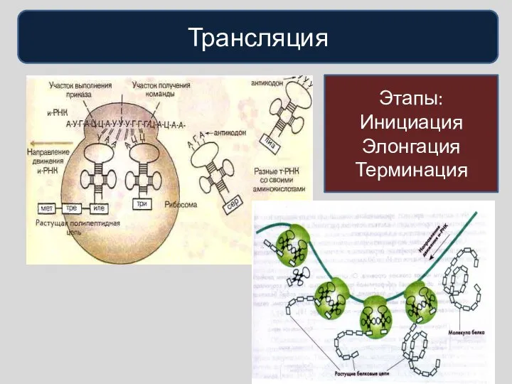 Трансляция Этапы: Инициация Элонгация Терминация