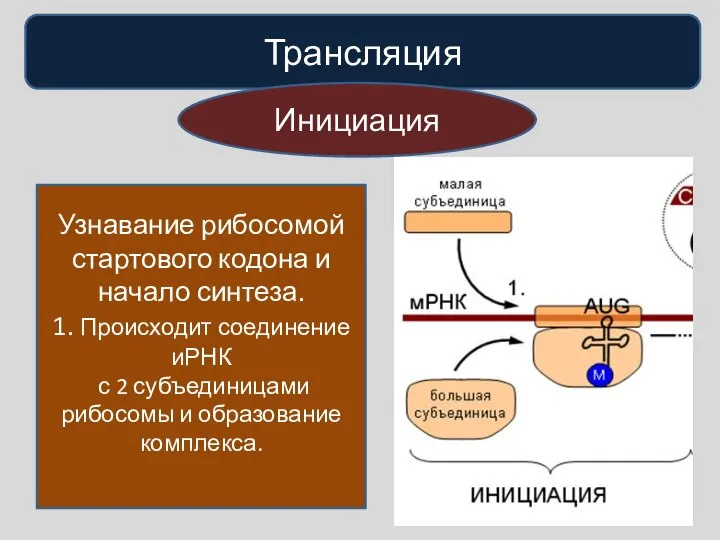 Трансляция Инициация Узнавание рибосомой стартового кодона и начало синтеза. 1. Происходит соединение