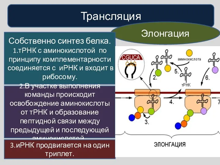 Трансляция Элонгация Собственно синтез белка. 1.тРНК с аминокислотой по принципу комплементарности соединяется