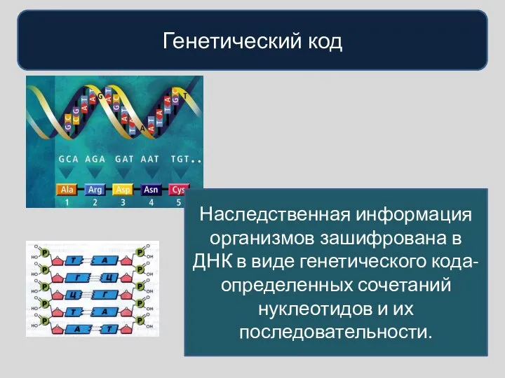 Генетический код Наследственная информация организмов зашифрована в ДНК в виде генетического кода-