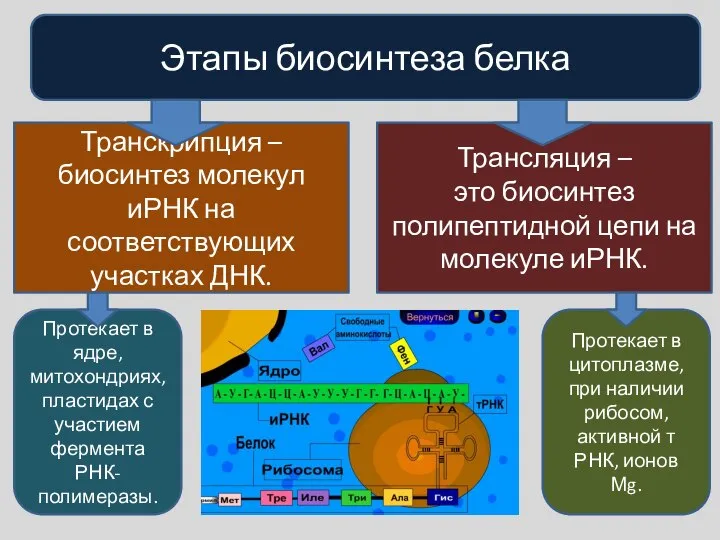 Этапы биосинтеза белка Транскрипция – биосинтез молекул иРНК на соответствующих участках ДНК.