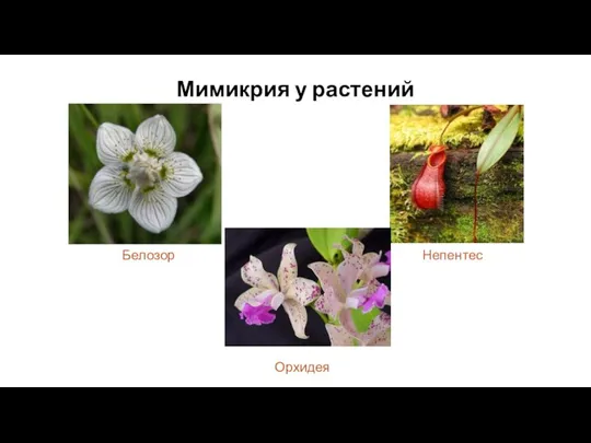 Мимикрия у растений Белозор Непентес Орхидея