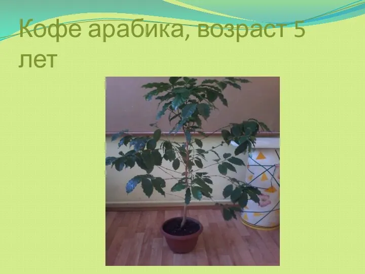 Кофе арабика, возраст 5 лет