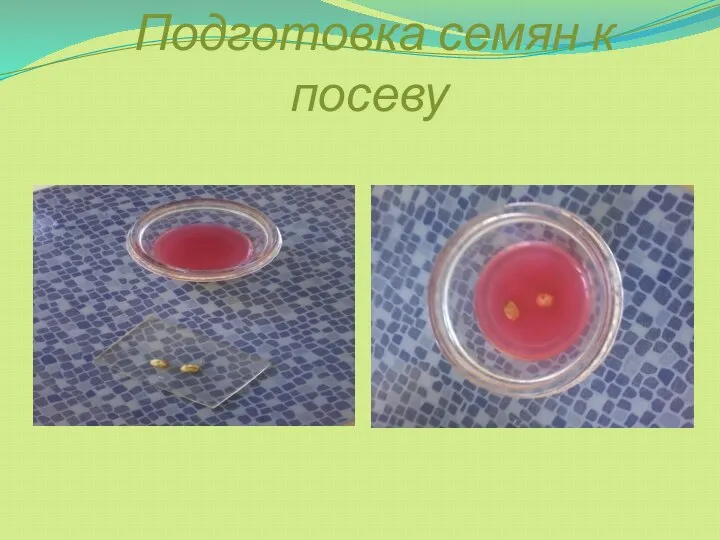 Подготовка семян к посеву