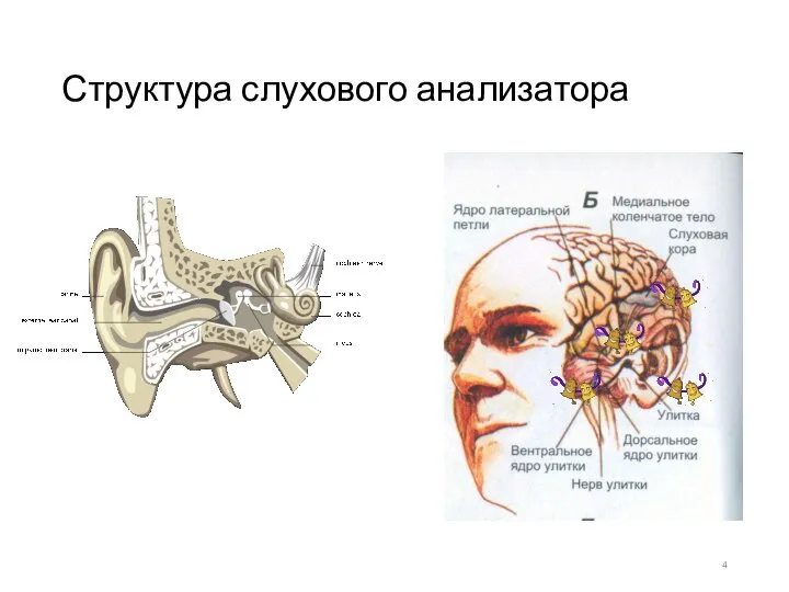 Структура слухового анализатора