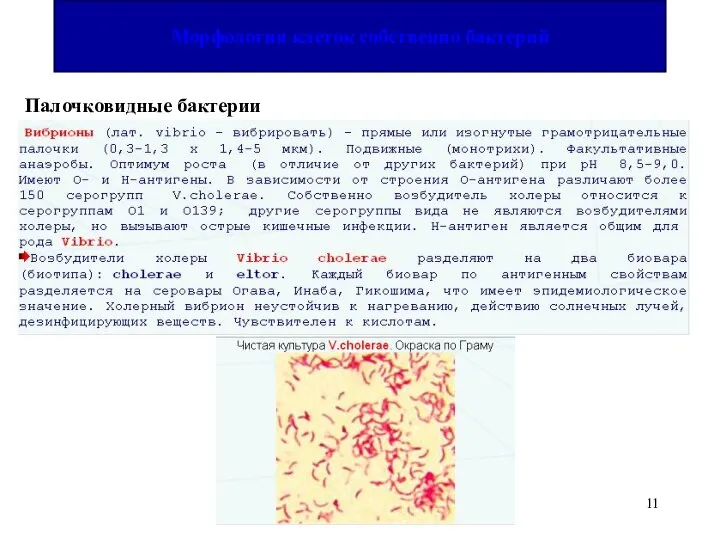 Палочковидные бактерии Морфология клеток собственно бактерий