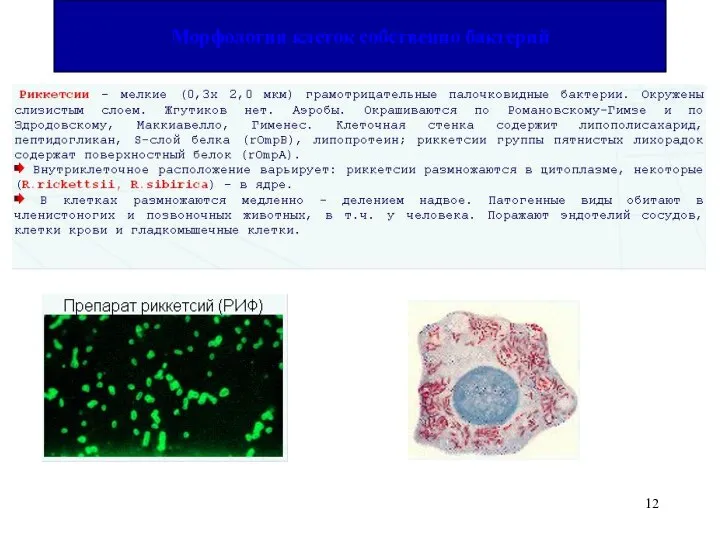 Морфология клеток собственно бактерий