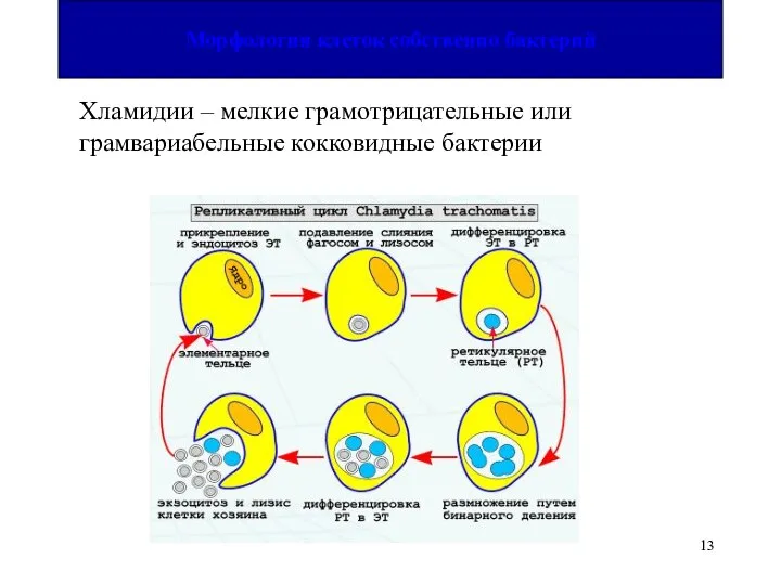 Морфология клеток собственно бактерий Хламидии – мелкие грамотрицательные или грамвариабельные кокковидные бактерии