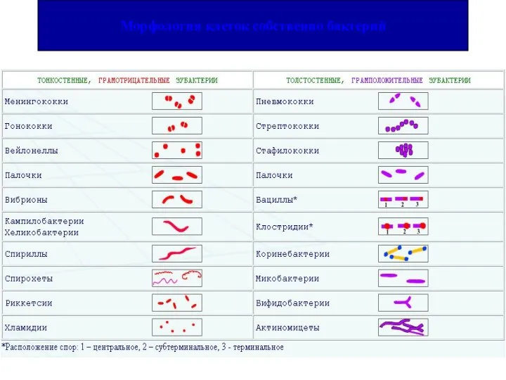 Морфология клеток собственно бактерий